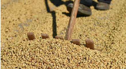 咖啡产业突围战：一个跨国公司和云南咖啡豆的34年