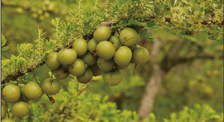 把增收“密钥”送到田间地头 新茶饮原料创新推动乡村振兴