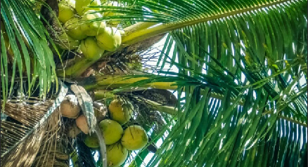 年销1亿杯之后，椰子还是顶流